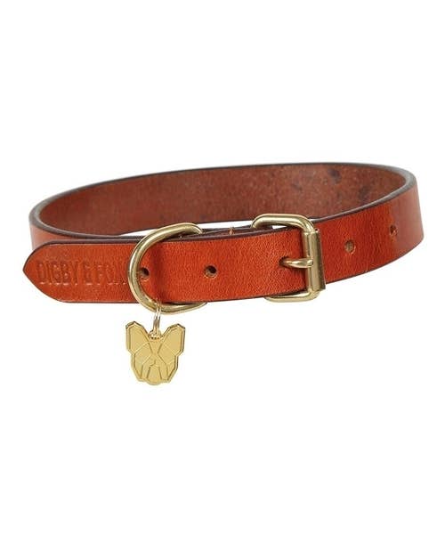Digby and fox dog on sale collar