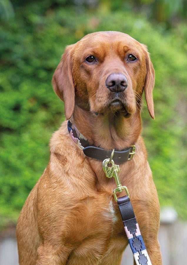 Digby & Fox Drover Polo Dog Lead - The Tack Shoppe