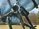 Equifit T - Foam Curb Chain Cover - The Tack Shoppe