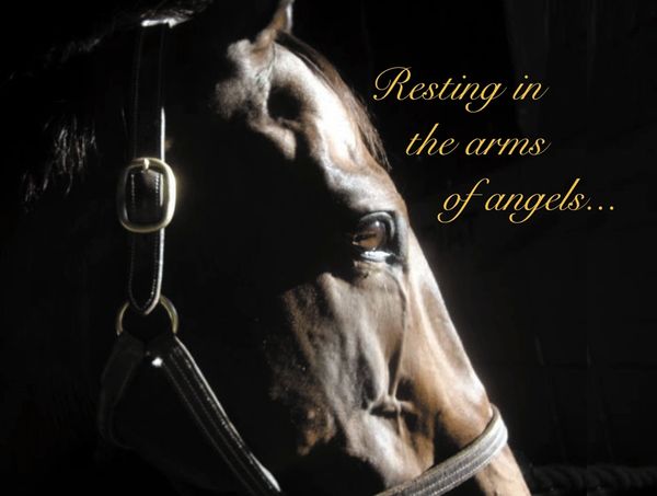 Horse Hollow Press Sympathy Card - Resting in the arms of angels... - The Tack Shoppe