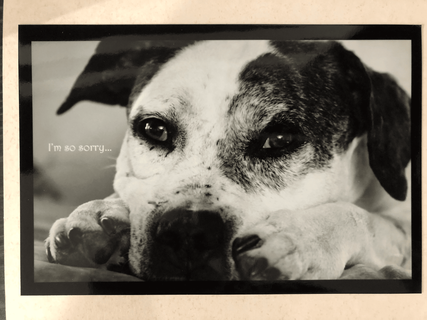 Photographed Sympathy Card - I am so Sorry - The Tack Shoppe