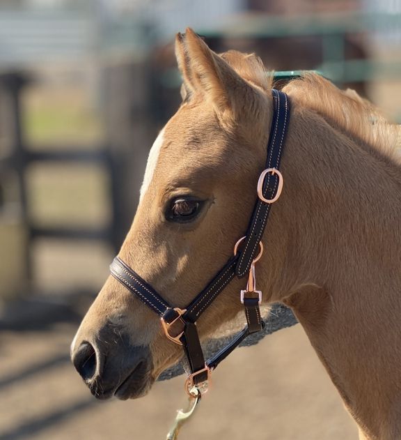 Rose Gold Leather Halter for Foals and Shetlands - The Tack Shoppe