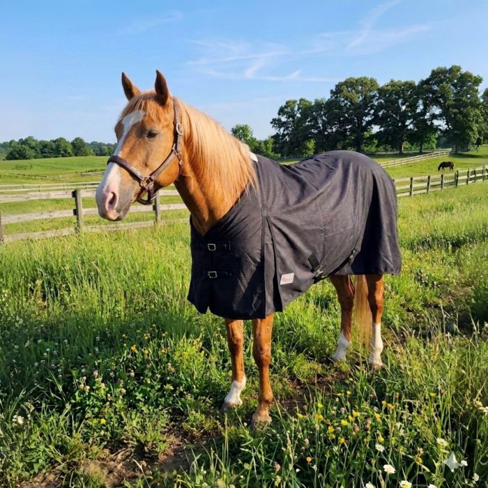 Canadian Horsewear Stable Sheet