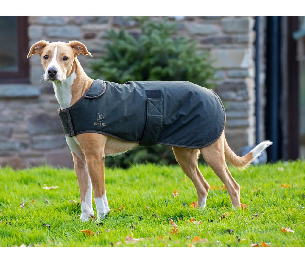 Digby & Fox - Cover Wax Dog Coat