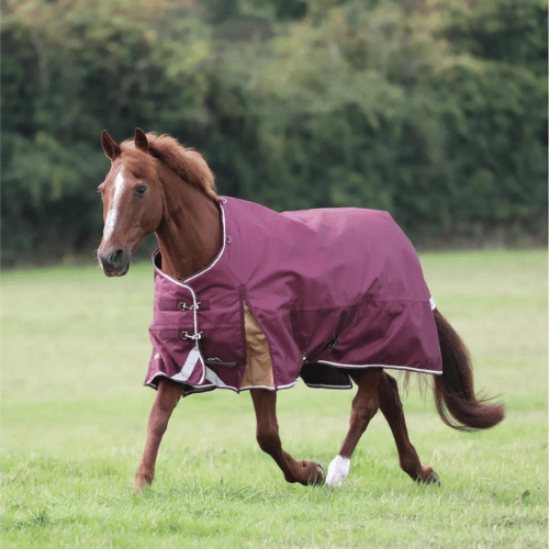 Shires Highlander Plus 100 Standard Neck