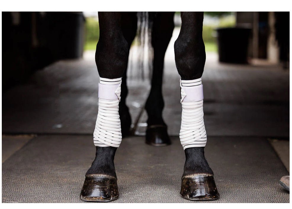 Anatomeq CoolSupport Combi Polos - The Tack Shoppe