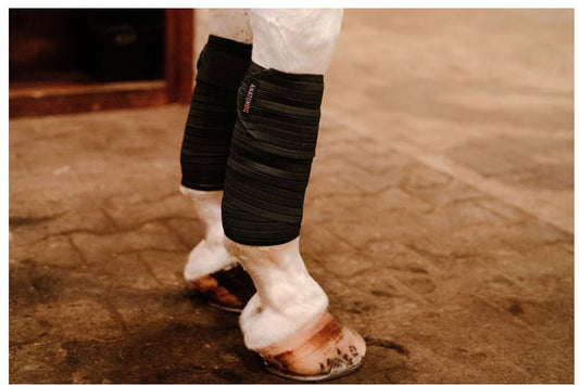 Anatomeq CoolSupport Combi Polos - The Tack Shoppe