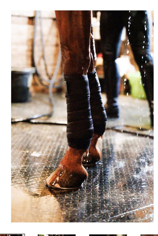 Anatomeq SoftSupport Polo - The Tack Shoppe