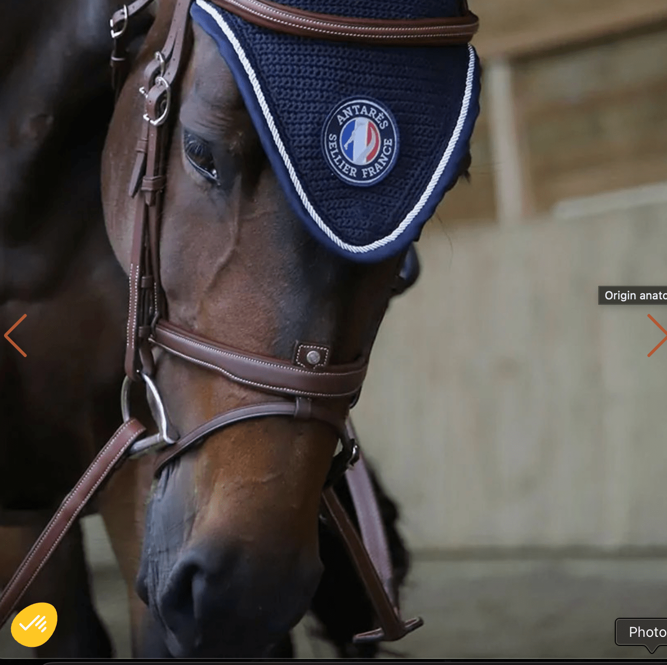 Antares Origin flash noseband bridle - The Tack Shoppe