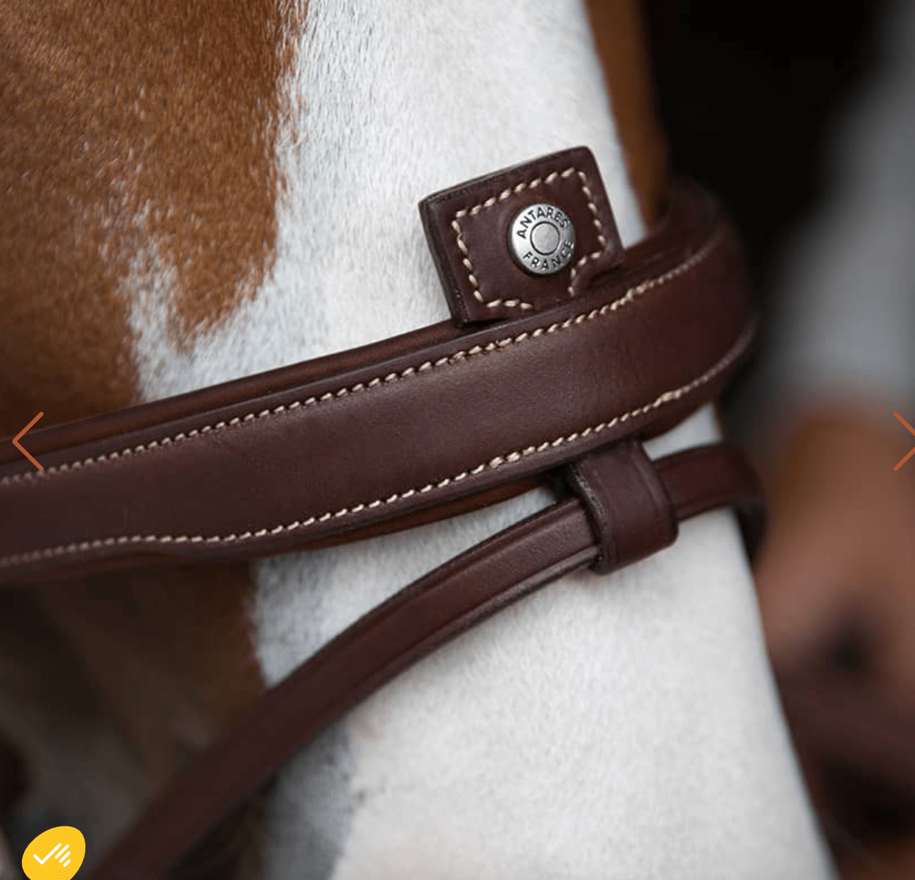Antares Origin flash noseband bridle - The Tack Shoppe