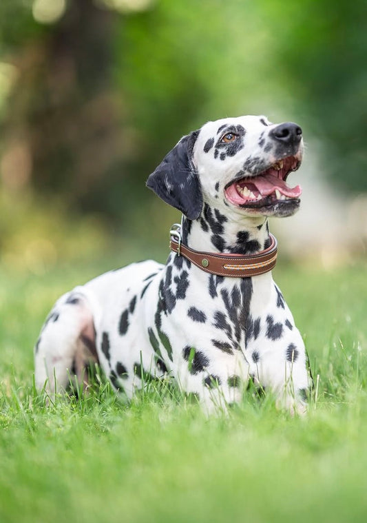 Antares Sellier Dog Collar - The Tack Shoppe