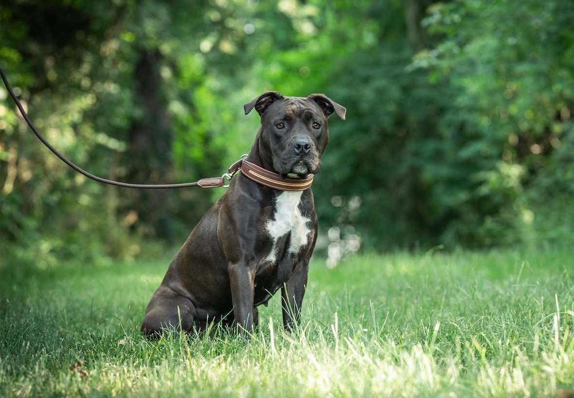 Antares Sellier Dog Collar - The Tack Shoppe