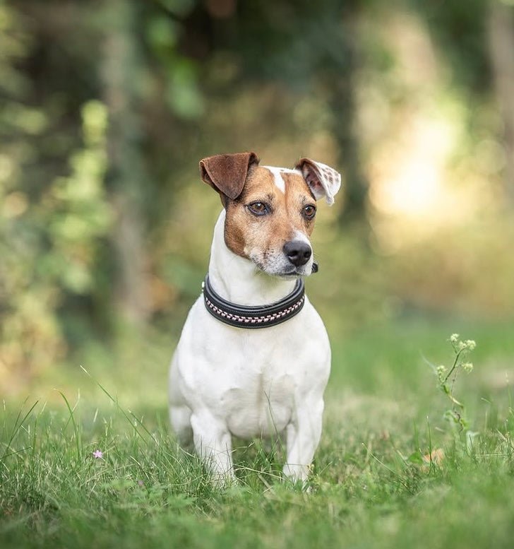 Antares Sellier Dog Collar - The Tack Shoppe