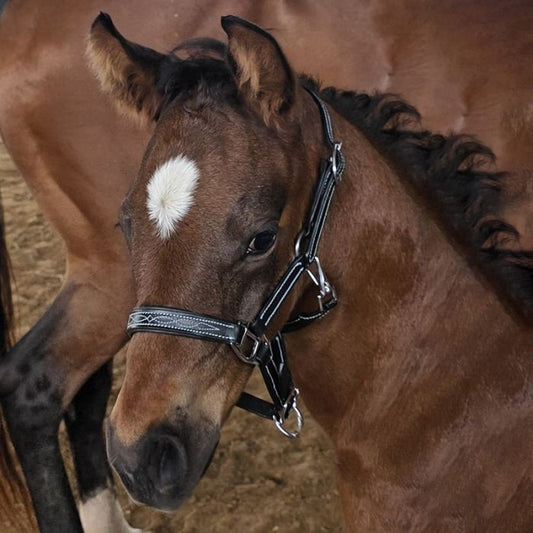 Fancy Stitched Halter for Mini/foal, small or large pony - The Tack Shoppe