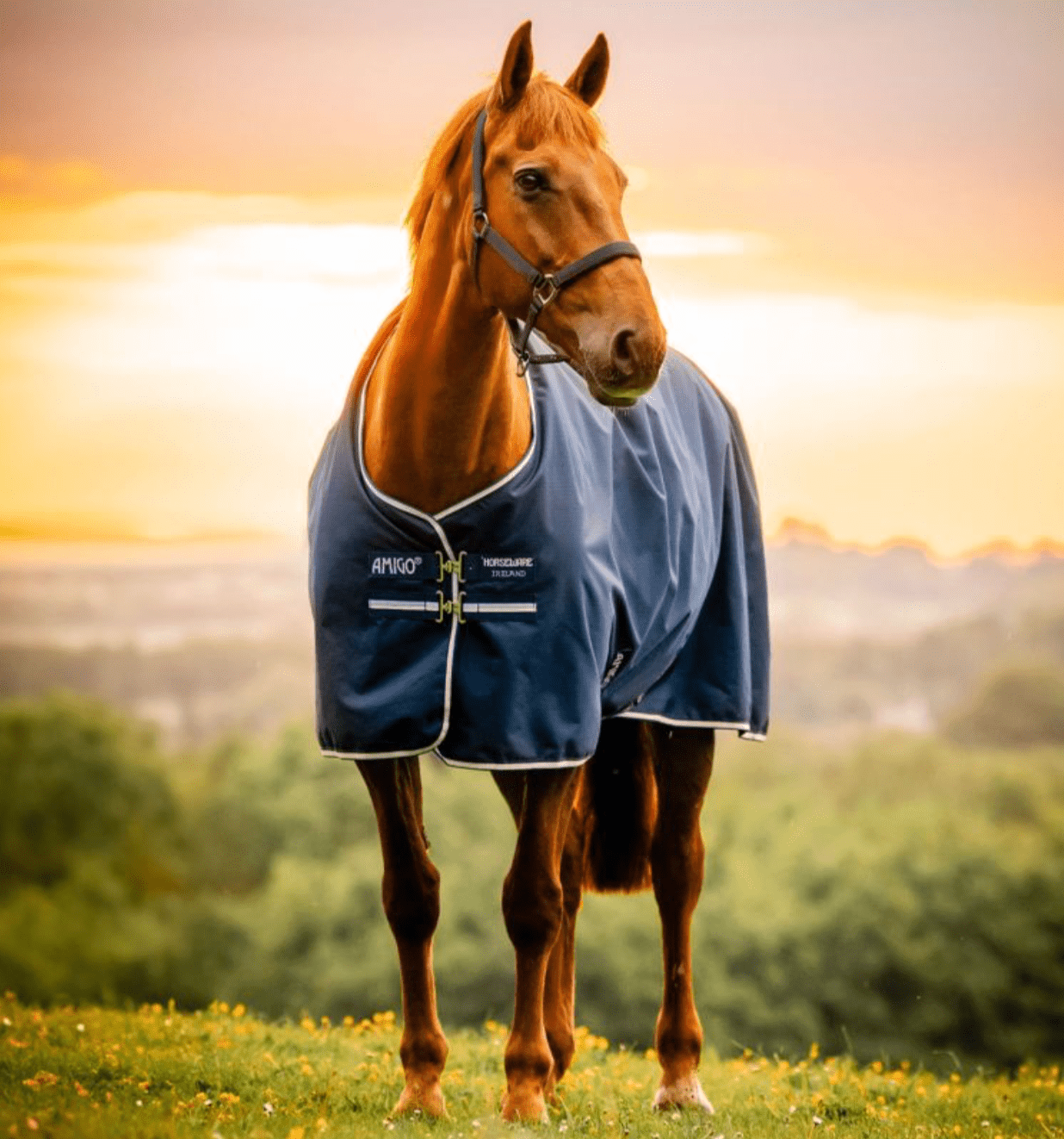 Horseware Amigo Ripstop 900D Pony Turnout 0g - The Tack Shoppe