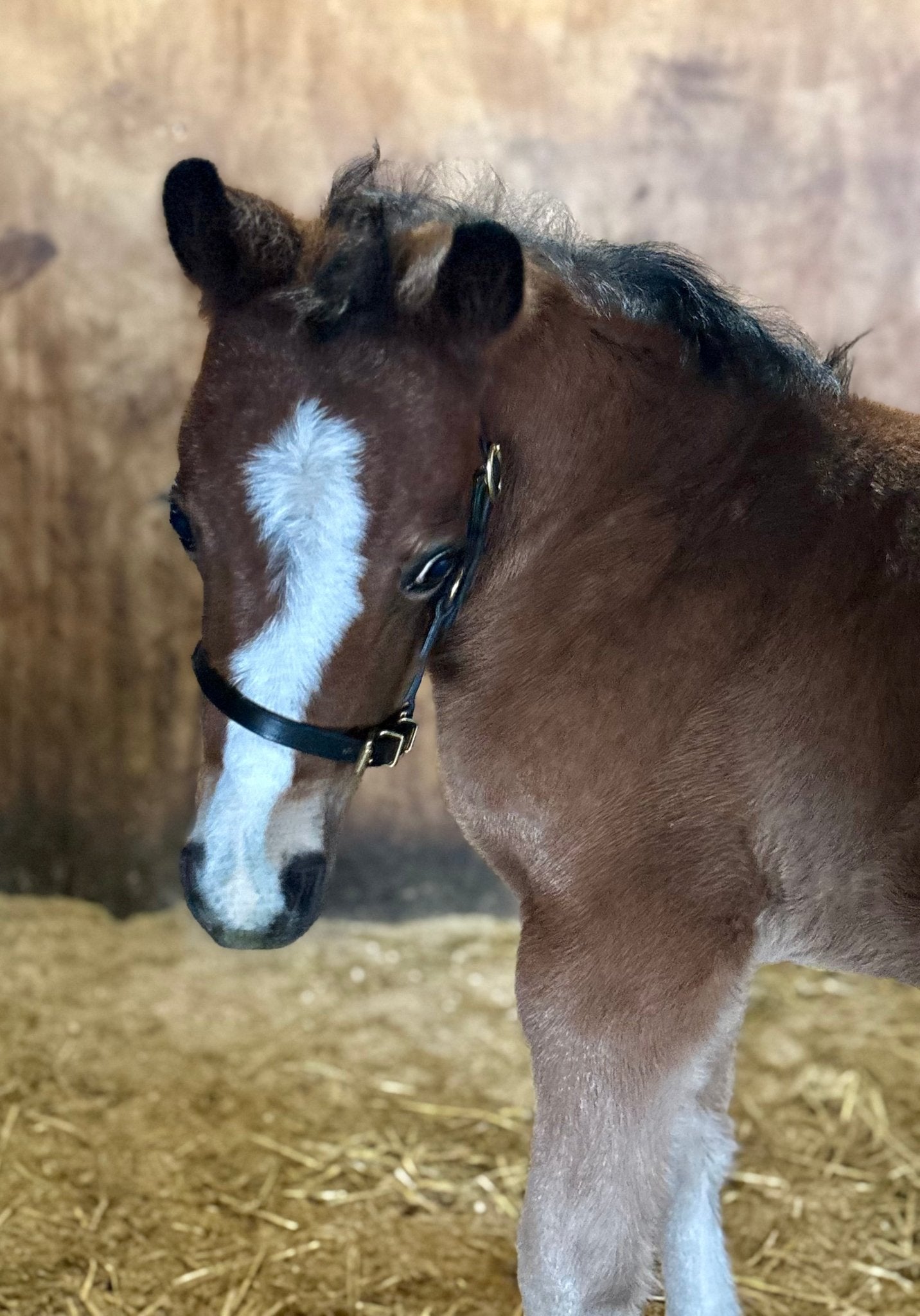 Leather Mini/Pony Foal Halter - The Tack Shoppe