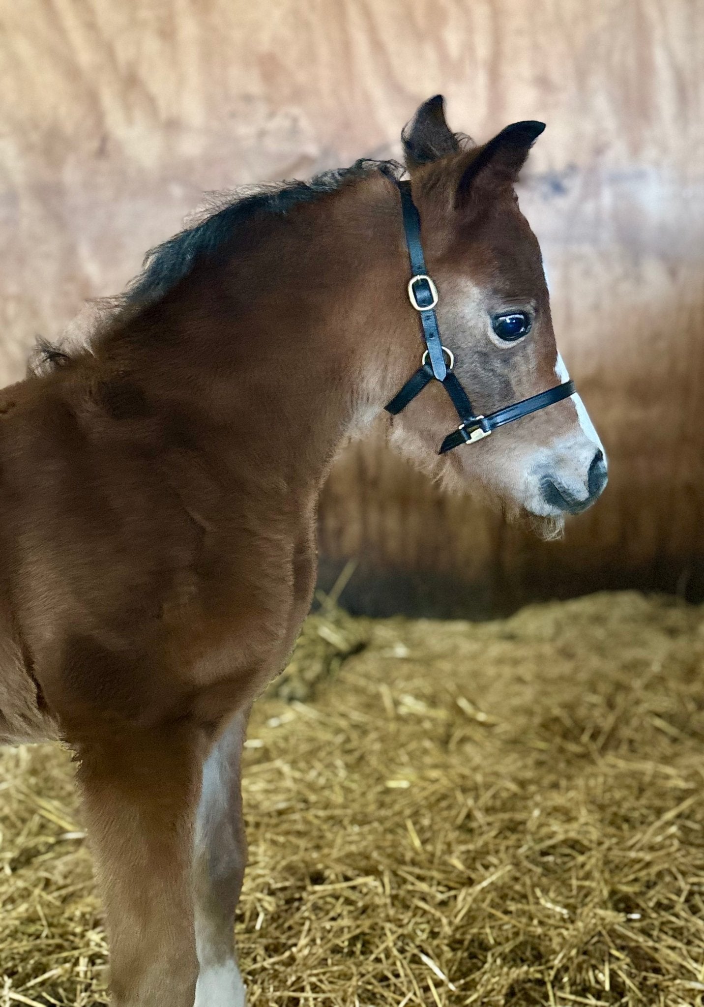 Leather Mini/Pony Foal Halter - The Tack Shoppe