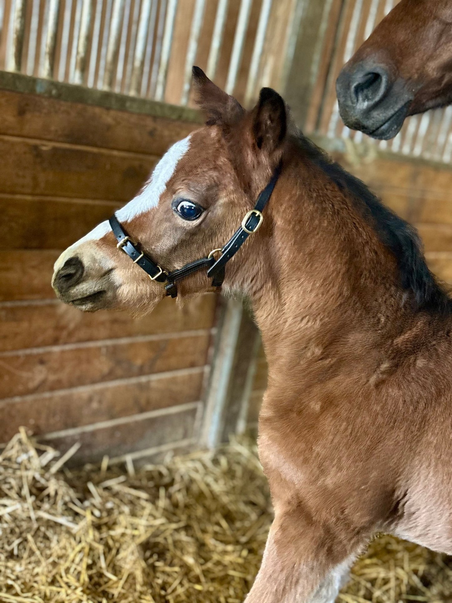 Leather Mini/Pony Foal Halter - The Tack Shoppe