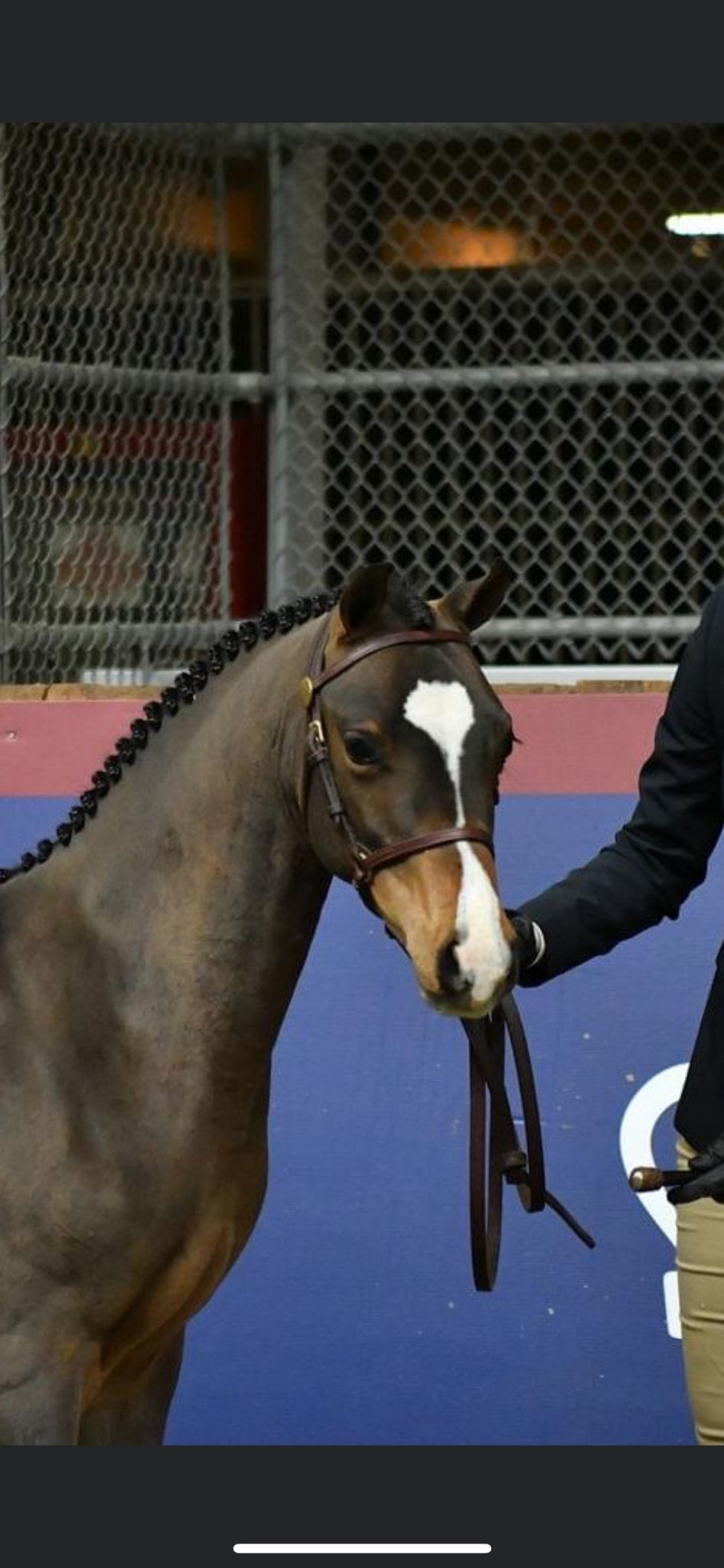 The Crowned Pony In - Hand Foal/Filly Slip - The Tack Shoppe