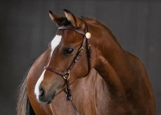 The Crowned Pony In - Hand Foal/Filly Slip - The Tack Shoppe