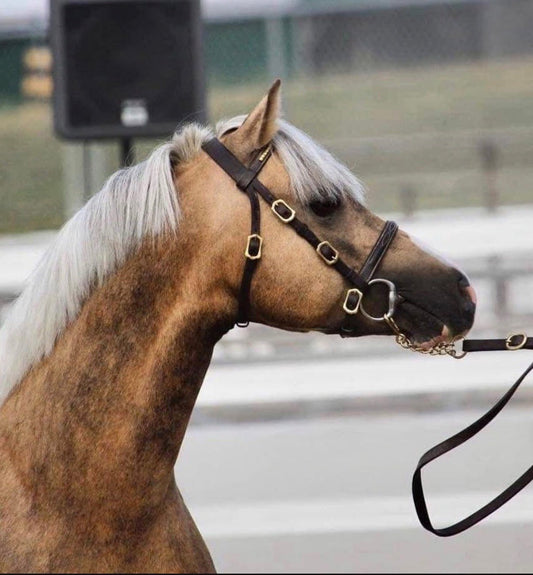 Velociti GARA Clincher In-hand Bridle - The Tack Shoppe
