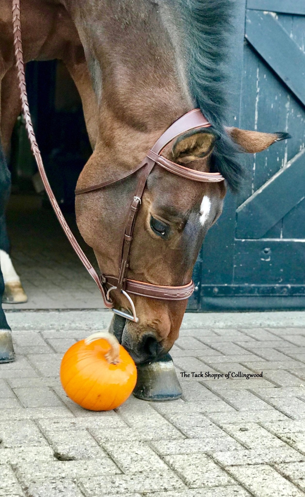 ANTARES COMPLETE HUNTER BRIDLE WITH RAISED LACED REINS - The Tack Shoppe