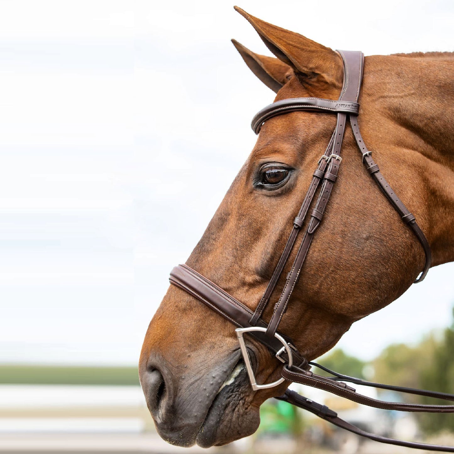 ANTARES COMPLETE HUNTER BRIDLE WITH RAISED LACED REINS - The Tack Shoppe