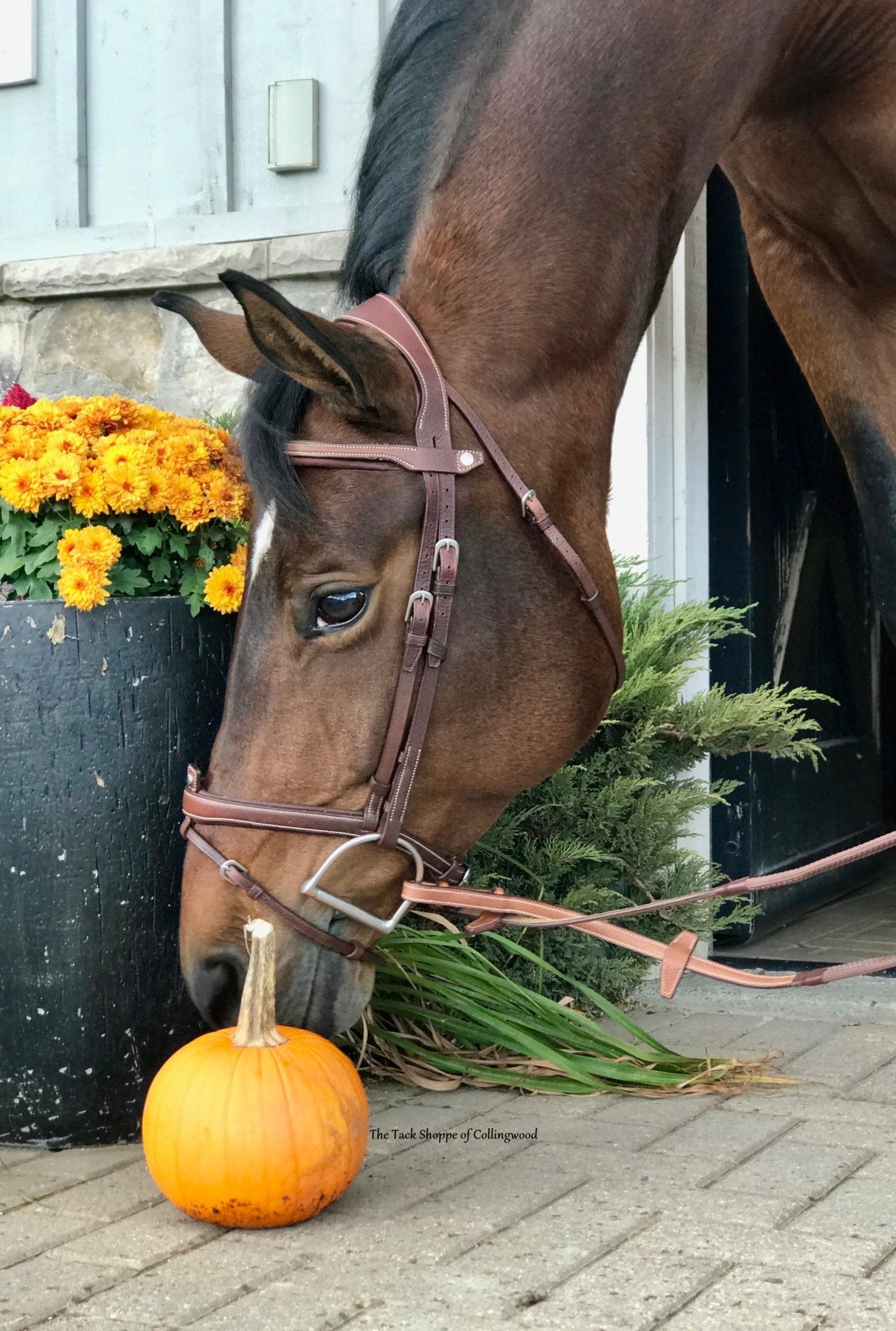 ANTARES COMPLETE REMOVABLE FLASH BRIDLE WITH FRENCH GRAINED LEATHER - The Tack Shoppe