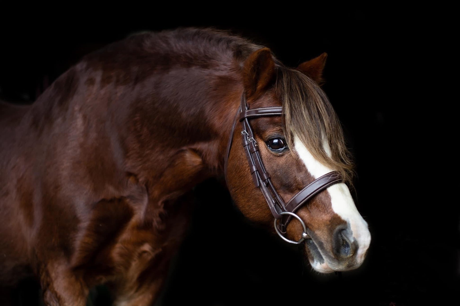 Antarès SIGNATURE HUNTER BRIDLE - The Tack Shoppe