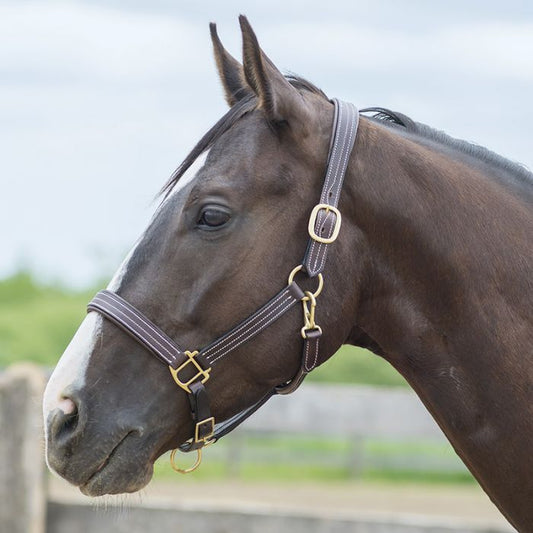 Bromont Padded Halter with Brass Hardware - The Tack Shoppe