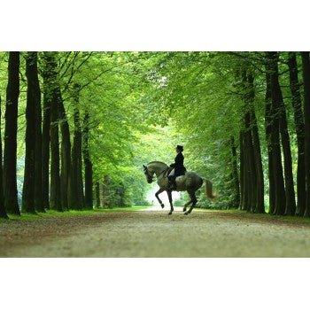 ELISE GENEST PHOTO GREETING CARD, HOLLAND DREAM - The Tack Shoppe