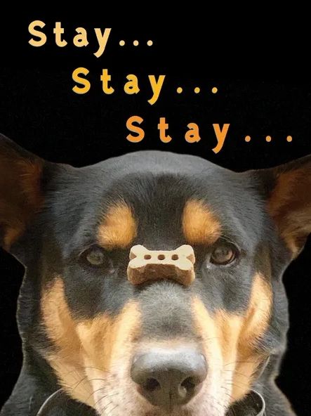 Horse Hollow Press Birthday Card - Stay Stay Stay Tucker with a Bone on His Nose CHOMP
