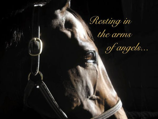 Horse Hollow Press Sympathy Card - Resting in the arms of angels... - The Tack Shoppe