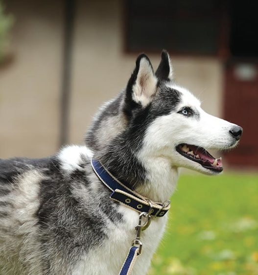 Horseware Amigo Dog Collar - The Tack Shoppe