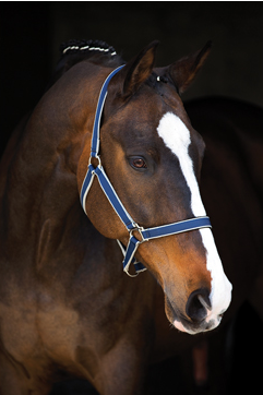 Horseware Amigo Headcollar (Halter) - Atlantic Blue/AB Ivory