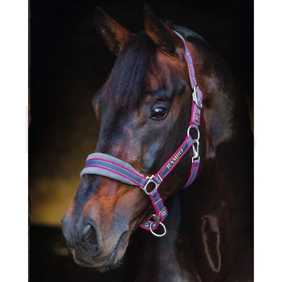 Horseware Rambo Padded Headcollar (Halter) - The Tack Shoppe