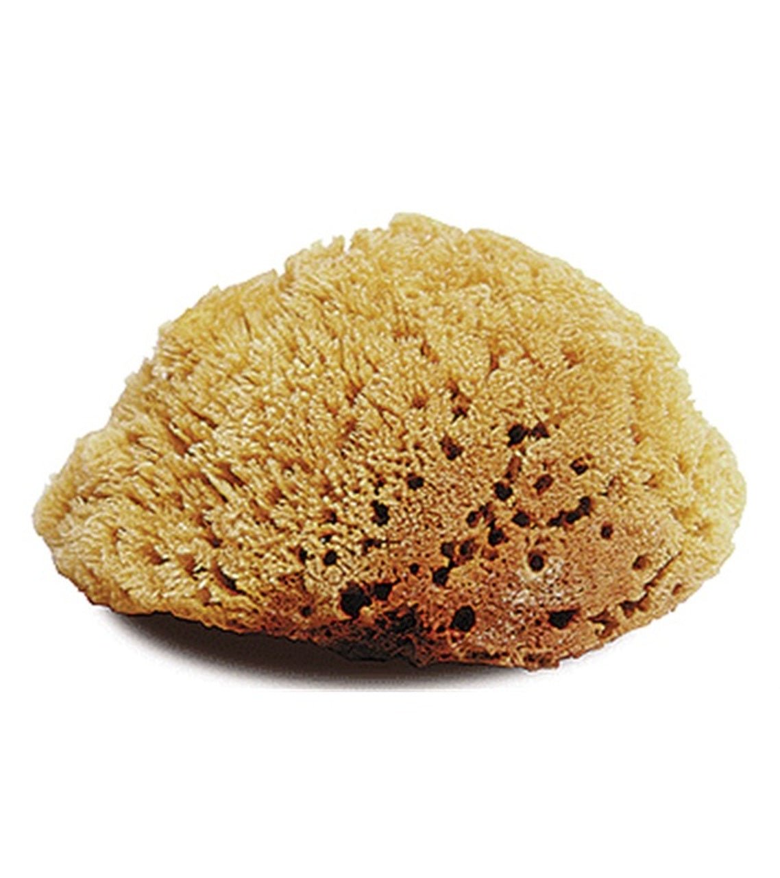 Natural Sea Sponge - Large - The Tack Shoppe