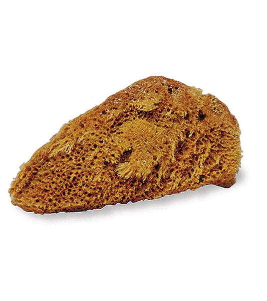 Natural Sea Sponge - Small - The Tack Shoppe