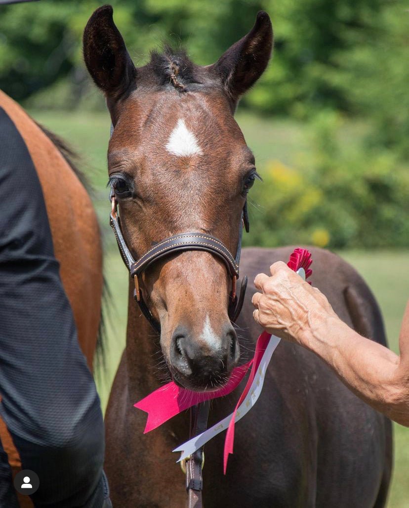 Rose Gold Leather Halter for Foals and Shetlands - The Tack Shoppe