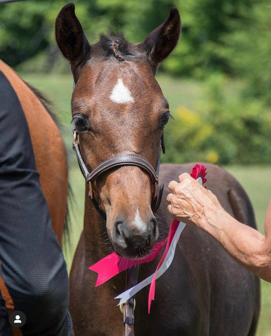 Rose Gold Leather Halter for Foals and Shetlands - The Tack Shoppe