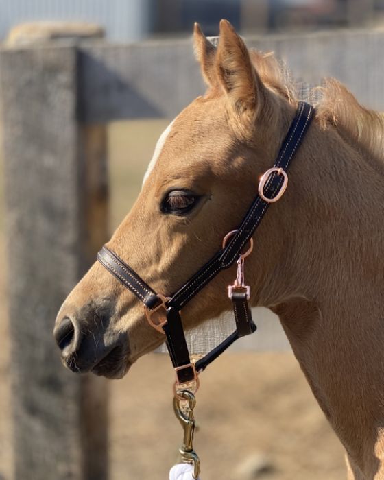 Rose Gold Leather Halter for Foals and Shetlands - The Tack Shoppe
