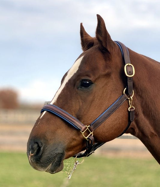 Sage Family Fancy Stitched Halter with Blue Padding - The Tack Shoppe