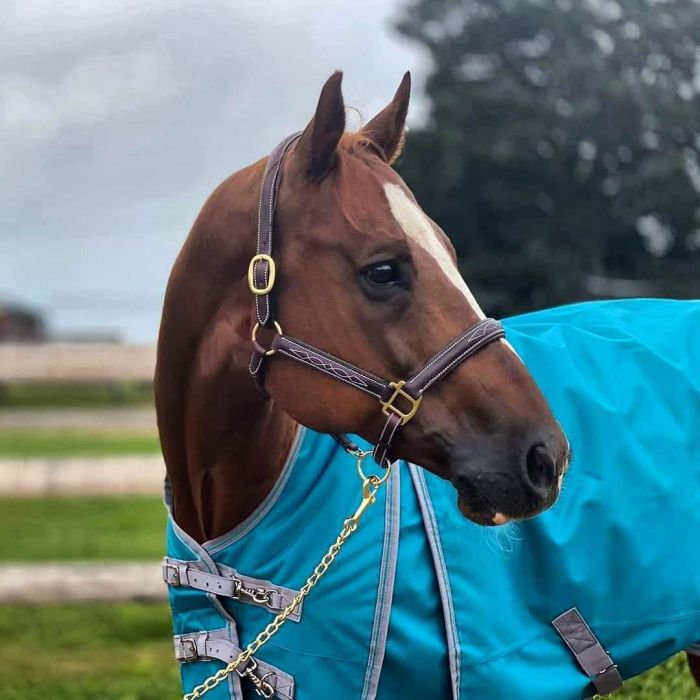 Sage Family Fancy Stitched Halter with Padding - The Tack Shoppe