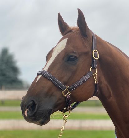 Sage Family Fancy Stitched Halter with Padding - The Tack Shoppe
