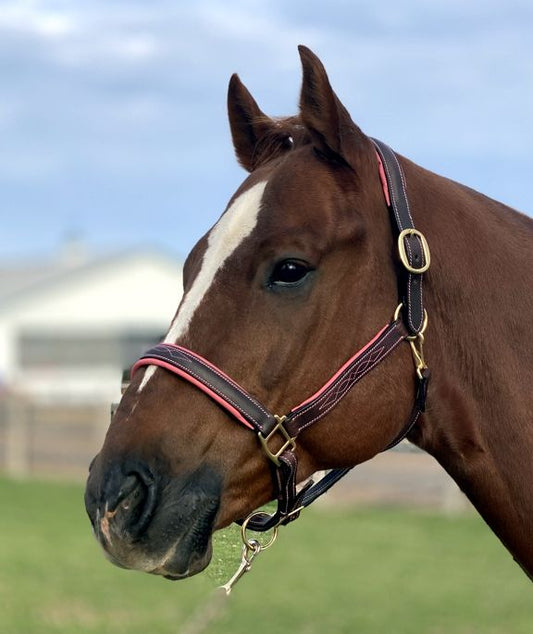 Sage Family Fancy Stitched Halter with Pink Padding - The Tack Shoppe