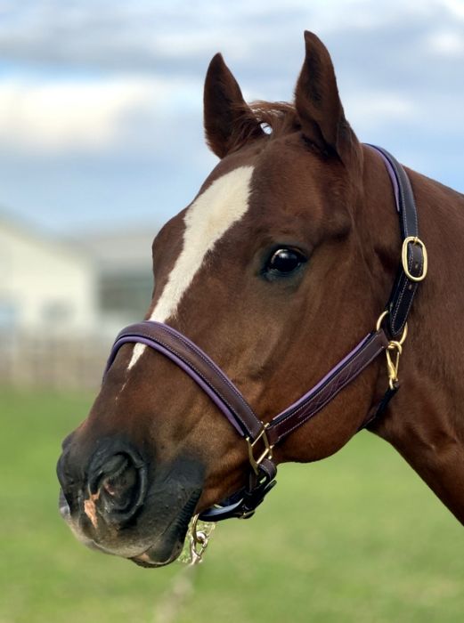 Sage Family Fancy Stitched Halter with Purple Padding - The Tack Shoppe
