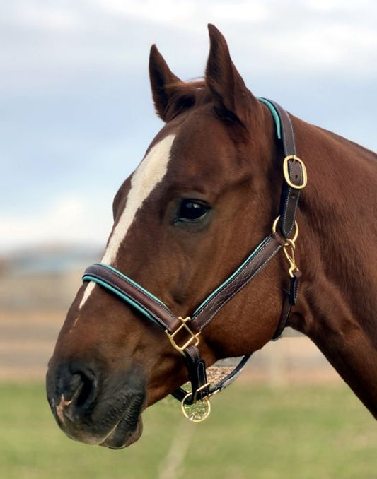 Sage Family Fancy Stitched Halter with Turquoise Padding - The Tack Shoppe