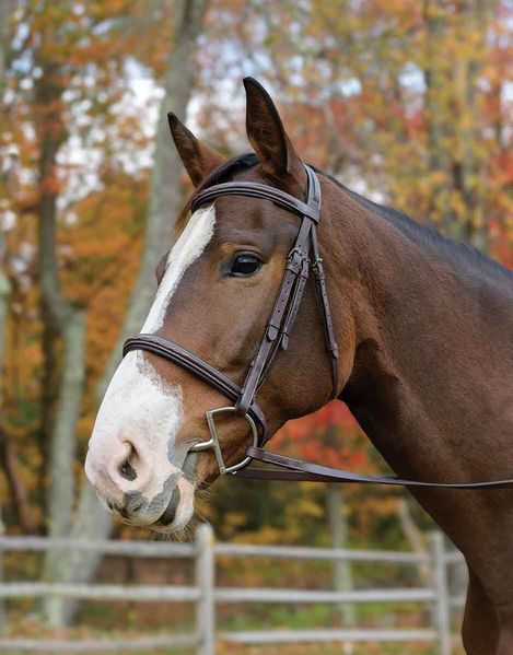 Shires Avignon Nashville Bridle - The Tack Shoppe