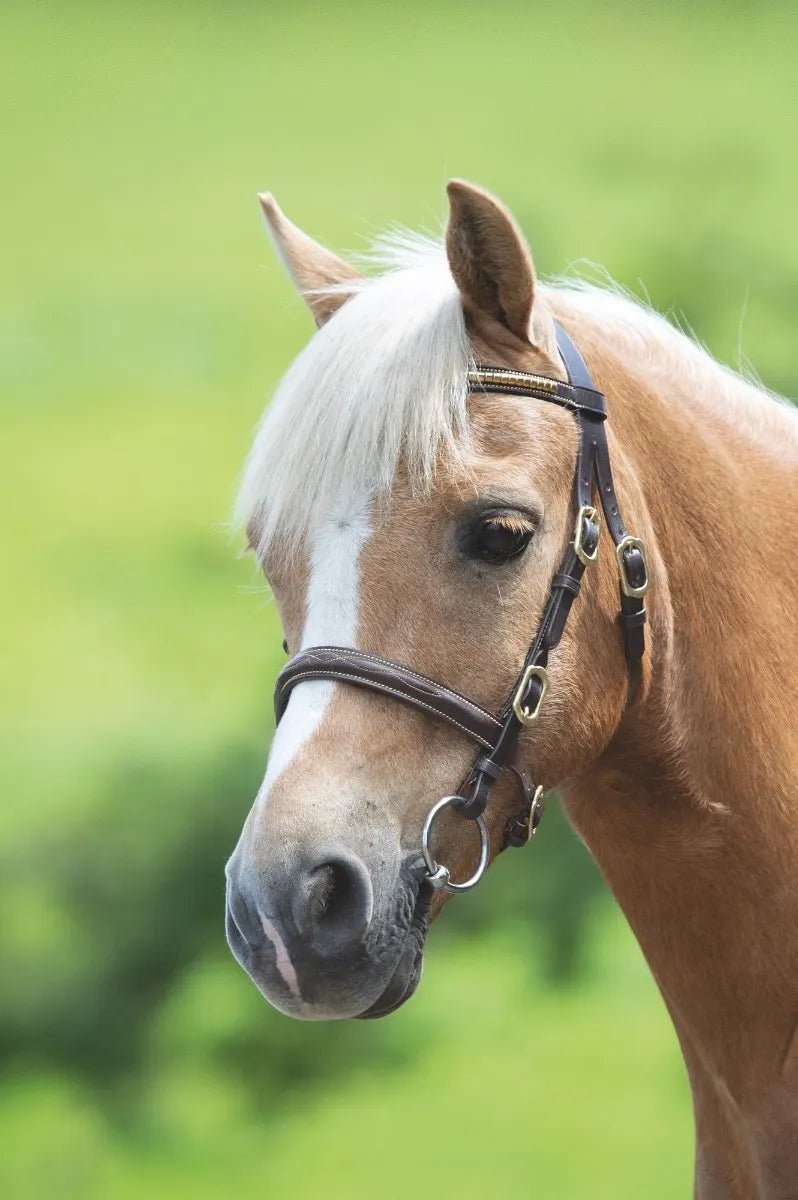 Velociti GARA Clincher In - hand Bridle - The Tack Shoppe