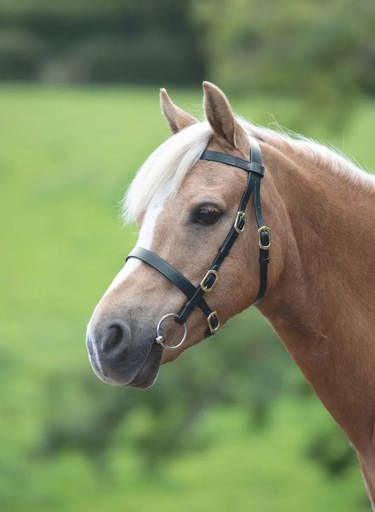 Velociti GARA Plain In - hand Bridle - The Tack Shoppe